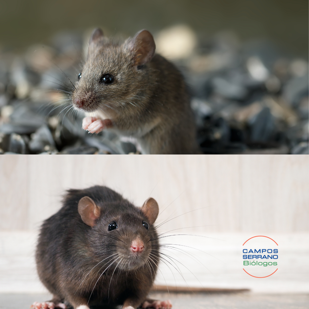 Diferenciar ratas y ratones